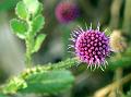 East Indian Globe Thistle